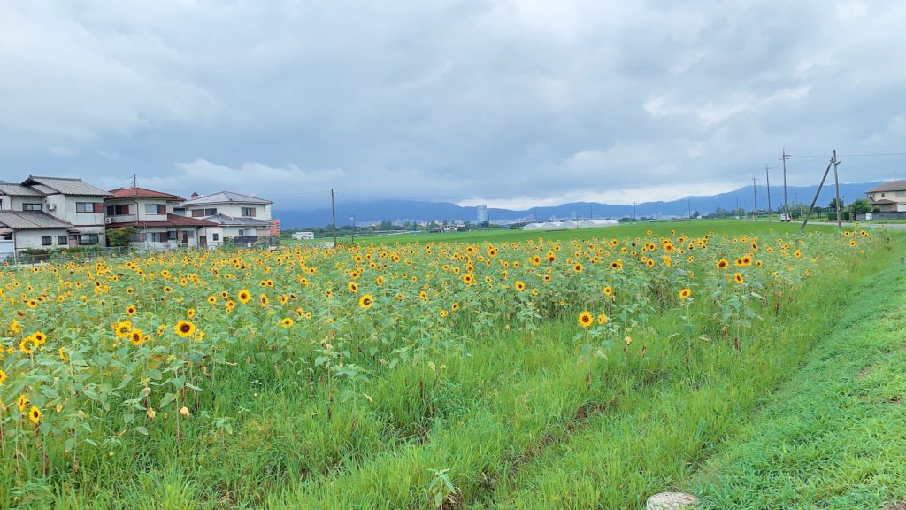 ひまわり畑 滋賀県年の名所 穴場は 見頃 開花状況も タカのブログ